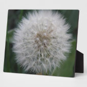 Seeding Dandelion Blume Plaque Fotoplatte (Seite)
