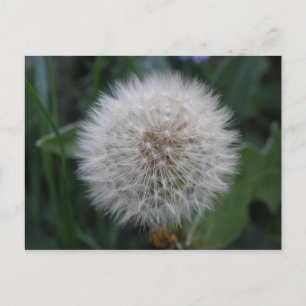 Seeding Dandelion Blume Postcard Postkarte
