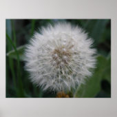 Seeding Dandelion Blume Poster (Vorne)
