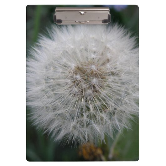 Seeding Dandelion Blume Zwischenablage Klemmbrett (Vorderseite)