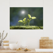 Seedlings, nah nach oben, Linsenflare Poster (Küche)