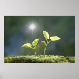 Seedlings, nah nach oben, Linsenflare Poster