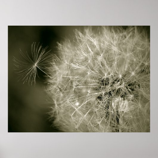 Seedy Dandelion Poster (Vorne)