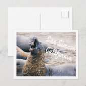 Seeelefanten Postkarte (Vorne/Hinten)