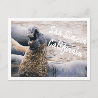 Seeelefanten Postkarte