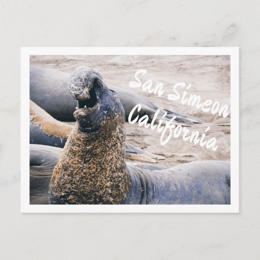 Seeelefanten Postkarte (Vorderseite)