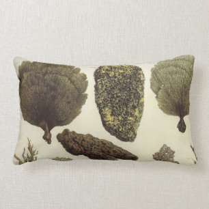 Seefächer-Seeentwurfs-Seelebenlumbar-Kissen Lendenkissen