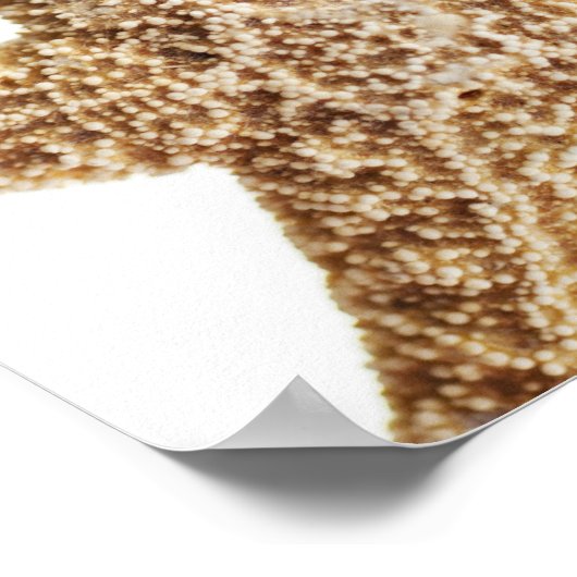 Seefisch Poster (Ecke)