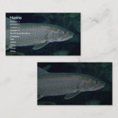 Seeforelle Visitenkarte (Vorne/Hinten)