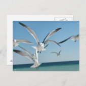 Seegras 3 postkarte (Vorne/Hinten)