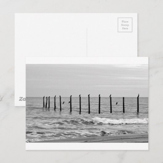 Seegügel am Strand Postkarte (Vorne/Hinten)