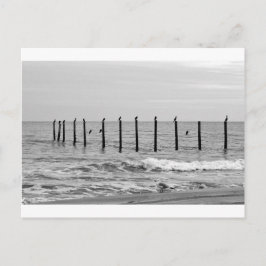 Seegügel am Strand Postkarte