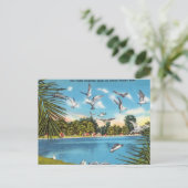 Seegügel auf dem Binnensee Florida Postkarte (Stehend Vorderseite)