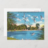 Seegügel auf dem Binnensee Florida Postkarte (Vorne/Hinten)