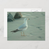 Seegull / Postkarte (Vorne/Hinten)
