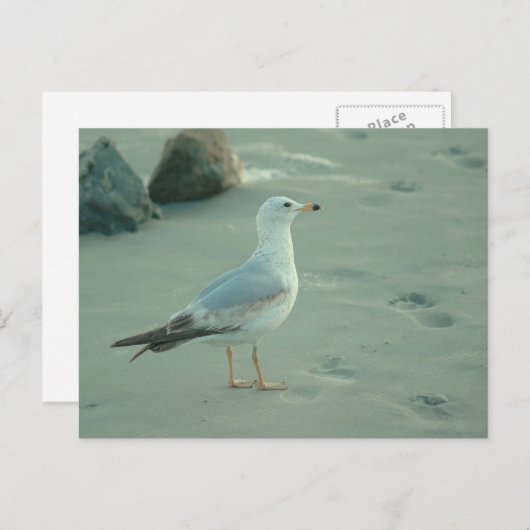 Seegull / Postkarte (Vorne/Hinten)