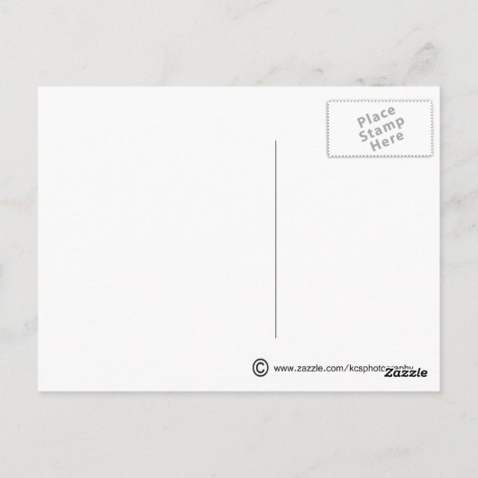 Seegull / Postkarte (Rückseite)