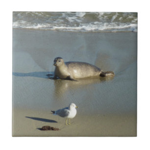 Seehund in La Jolla Kalifornien Fliese