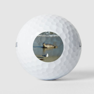 Seehund in La Jolla Kalifornien Golfball