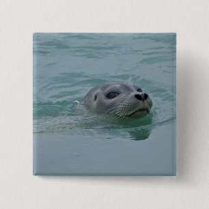 Seehund schwimmt im Gletschersee Jokulsarlon Button
