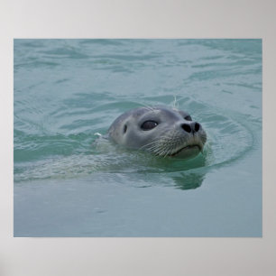 Seehund schwimmt im Gletschersee Jokulsarlon Poster