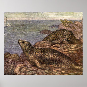Seehunde, Alte Marine Lebewesen Ozean Tiere Poster