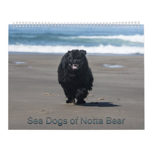 Seehunde von Notta Bear Kalender (Titelbild)