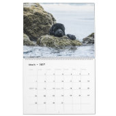 Seehunde von Notta Bear Kalender (Mär 2027)