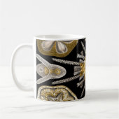 Seeigel Ernst Haeckels Echinidea Kaffeetasse (Links)