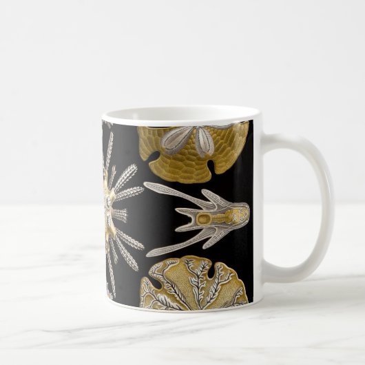Seeigel Ernst Haeckels Echinidea Kaffeetasse (Rechts)