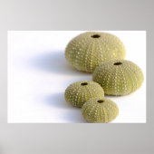 Seeigel-Poster Poster (Vorne)