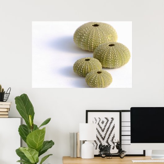Seeigel-Poster Poster (Heimbüro)