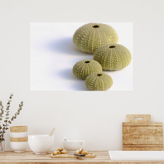 Seeigel-Poster Poster (Küche)