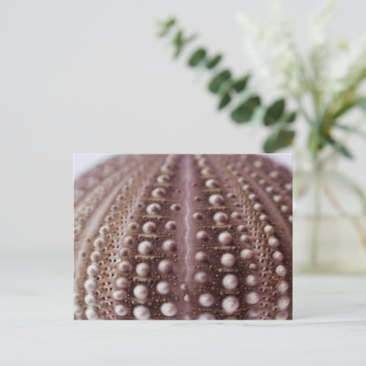 Seeigel Postkarte (Stehend Vorderseite)