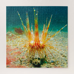 Seeigel Puzzle
