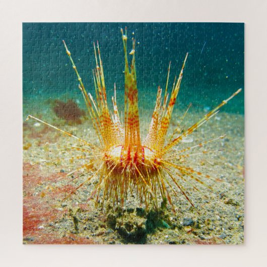 Seeigel Puzzle (Vertikal)