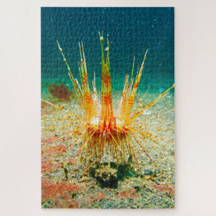 Seeigel Puzzle