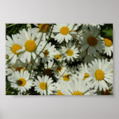 Seeing Daisy Poster (Vorne)