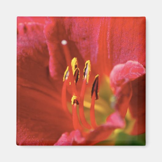 Seeing Red Magnet (Vorne)