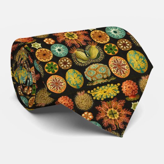 Seekirche Ascidiae von Ernst Haeckel Krawatte (Gerollt)