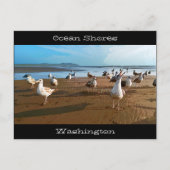 Seeküste WA Seagulls Beginnen für Fries Beach Postkarte (Vorderseite)