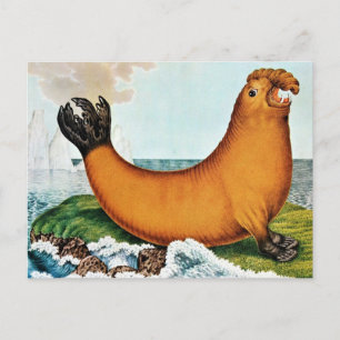 Seelefanten-Illustration (Zotl) Postkarte