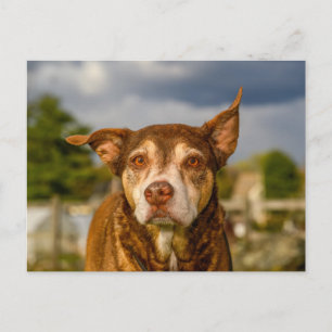 Seelenvolle Porträt eines Brindlelhundes Postkarte