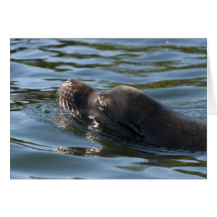 Seelöwe