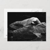 Seelöwe .1778 postkarte (Vorne/Hinten)