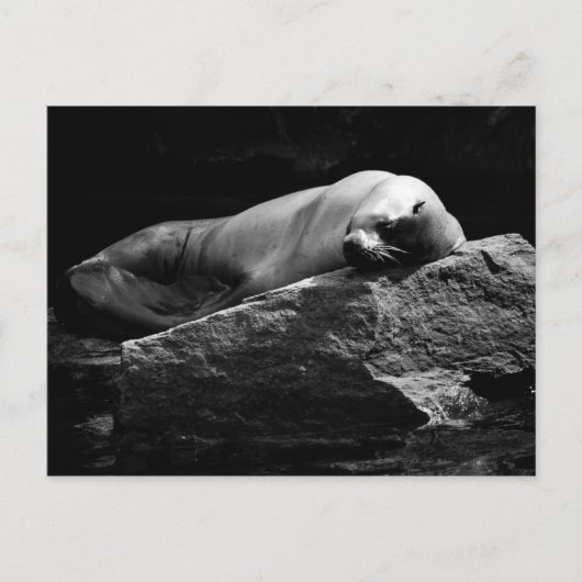 Seelöwe .1778 postkarte (Vorderseite)