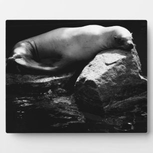 Seelöwe .1781 fotoplatte