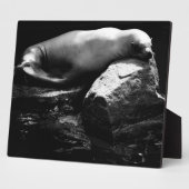 Seelöwe .1781 fotoplatte (Seite)