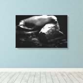 Seelöwe .1781 leinwanddruck (Insitu (Holzboden))