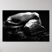 Seelöwe .1781 poster (Vorne)